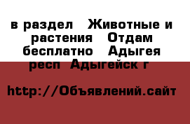  в раздел : Животные и растения » Отдам бесплатно . Адыгея респ.,Адыгейск г.